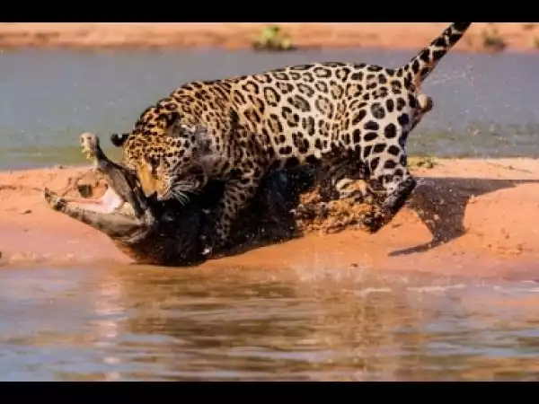 Video: Jaguar Attacks Caiman Crocodile with a Skull Crushing Bite in HD